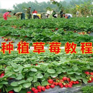 草莓种植技术全套视频教程大全科学培训方法经验大棚栽培教程资料-电商虚拟货源仓