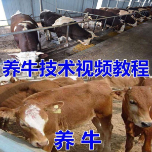 养牛养羊视频教程疾病防治挤奶牛场建设放牧饲养猪技术全套发育-电商虚拟货源仓