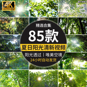 4K夏日阳光透过树叶森林空境升格大自然唯美清新绿叶实拍视频素材-电商虚拟货源仓